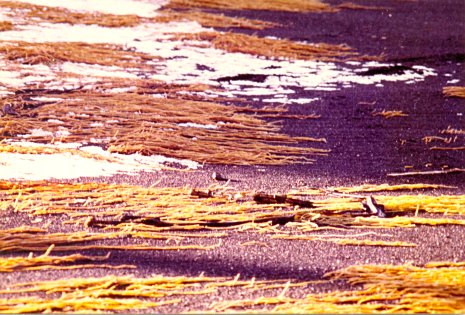 [Image]  , 58611 byte(s).